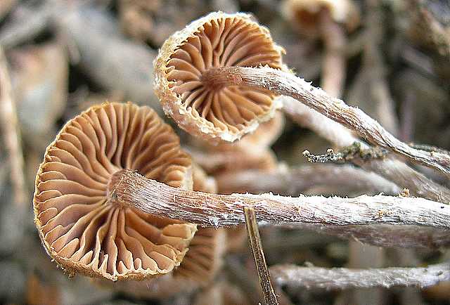 Tubaria conspersa    (Pers.)    Fayod
